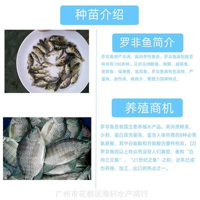 海南单性全雄罗非鱼苗 淡水养殖的高效选择与广州渔场直发优势