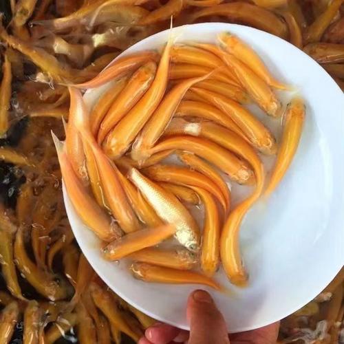 金丝草鱼苗与黄金草鱼苗 淡水养殖的优选品种与冷水红草鱼苗对比