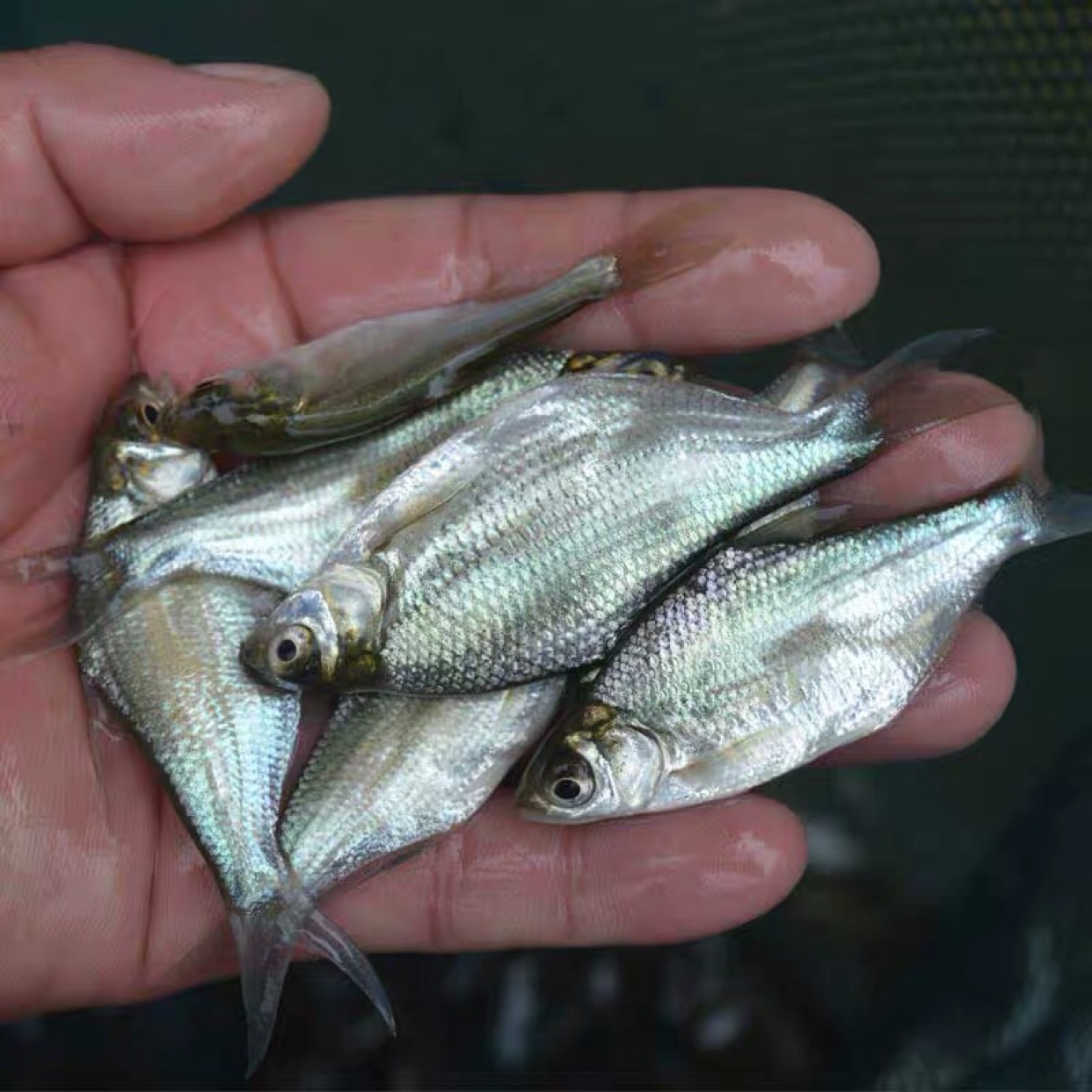 深圳苗圃鳊鱼苗 抗病力强的淡水养殖新选择