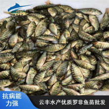 淡水养殖彩虹鲷鱼苗与奥罗一号单性罗非鱼基地直销全解析