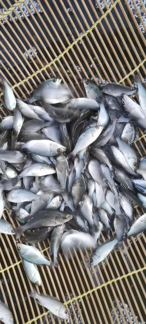 探索宝藏淡水鱼 1亩赚1万的新玩法