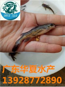 湖北黄石黄颡鱼苗选购指南 专业淡水鱼苗培养参考